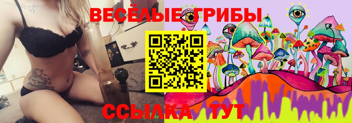 Галлюциногенные грибы Psilocybe Новотроицк